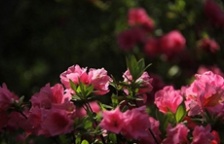  杜鵑花為什么會(huì)破壞生態(tài)環(huán)境