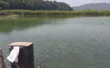  水產養殖水質檢測標準，這五個方面讓水質恢復清新