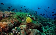  依法保護(hù)海洋生態(tài)環(huán)境 打好污染防治攻堅(jiān)戰(zhàn)