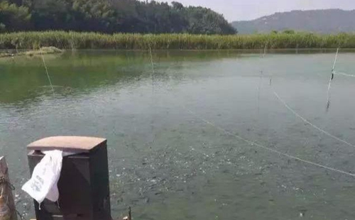 水渾了？不用怕，這五個方面讓水質恢復清新